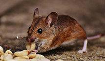 24 Hour & Emergency Exterminators in Penllyn, PA